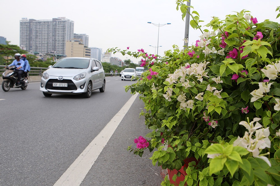 Con đường hoa giấy hiếm có ở Hà Nội - 9