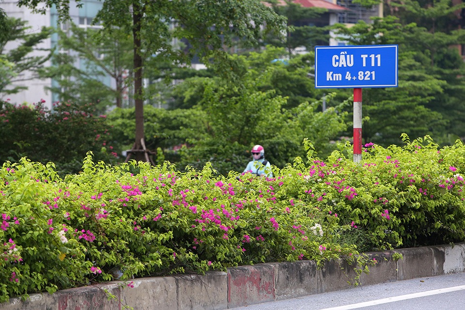 Con đường hoa giấy hiếm có ở Hà Nội - 10