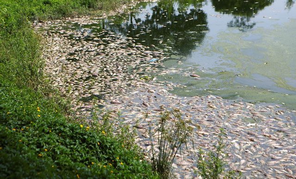 Nước bẩn từ nội thành Hà Nội đổ về khiến cá hồ Yên Sở chết - 2 Nước bẩn từ nội thành Hà Nội đổ về khiến cá hồ Yên Sở chết - 2