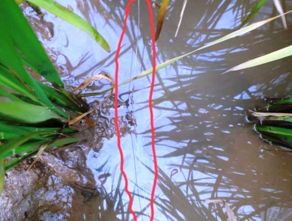 Vướng bẫy chuột bằng điện, một phụ nữ tử vong - 1