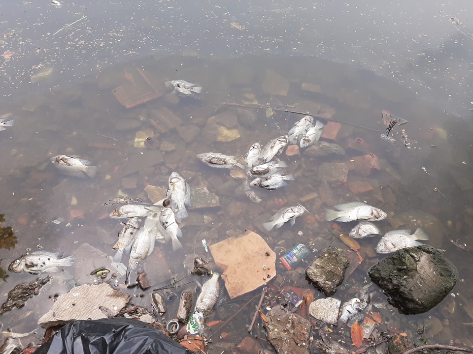 Hà Nội: Cá chết hàng loạt bốc mùi hôi thối trên hồ Trúc Bạch - 14 Hà Nội: Cá chết hàng loạt bốc mùi hôi thối trên hồ Trúc Bạch - 14