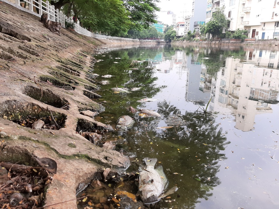 Hà Nội: Cá chết hàng loạt bốc mùi hôi thối trên hồ Trúc Bạch - 16 Hà Nội: Cá chết hàng loạt bốc mùi hôi thối trên hồ Trúc Bạch - 16