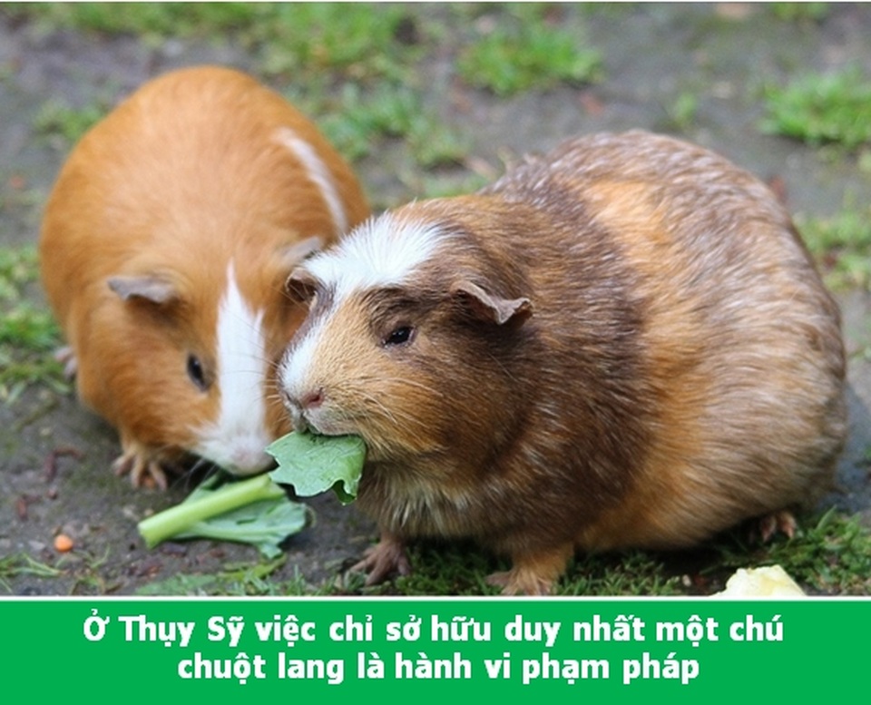 Đi từ ngạc nhiên này đến ngạc nhiên khác với những điều lý thú về vạn vật - 2 Đi từ ngạc nhiên này đến ngạc nhiên khác với những điều lý thú về vạn vật - 2