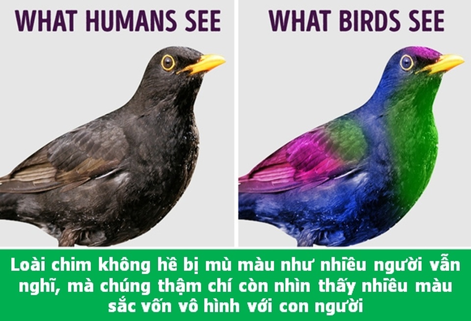 Đi từ ngạc nhiên này đến ngạc nhiên khác với những điều lý thú về vạn vật - 7 Đi từ ngạc nhiên này đến ngạc nhiên khác với những điều lý thú về vạn vật - 7