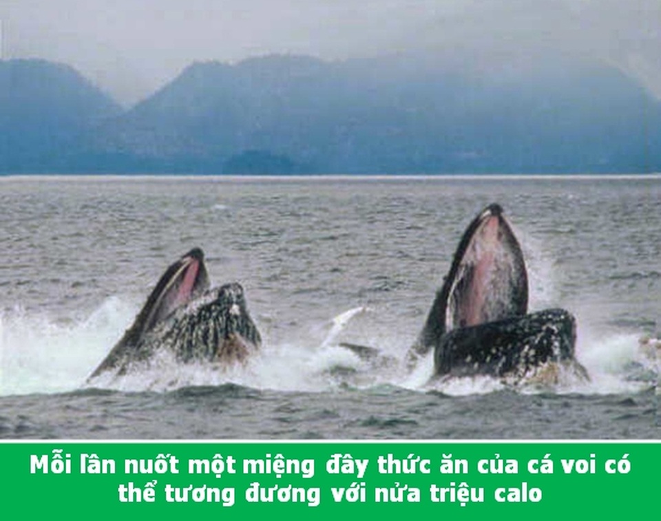 Đi từ ngạc nhiên này đến ngạc nhiên khác với những điều lý thú về vạn vật - 6 Đi từ ngạc nhiên này đến ngạc nhiên khác với những điều lý thú về vạn vật - 6