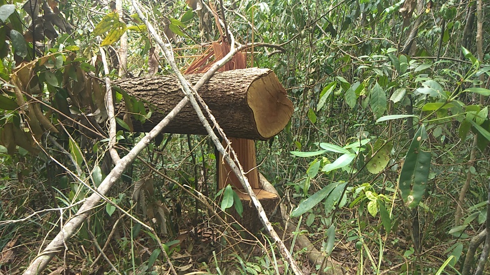 Tiếng thét đau đớn của rừng xanh Tây Nguyên và những thước hình gây sốc! - 2 Tiếng thét đau đớn của rừng xanh Tây Nguyên và những thước hình gây sốc! - 2