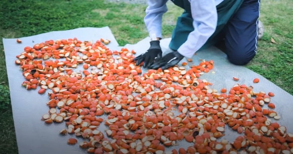 Cây độc chết người chứa chất có thể gây ung thư được dùng làm món đặc sản - 4 Cây độc chết người chứa chất có thể gây ung thư được dùng làm món đặc sản - 4