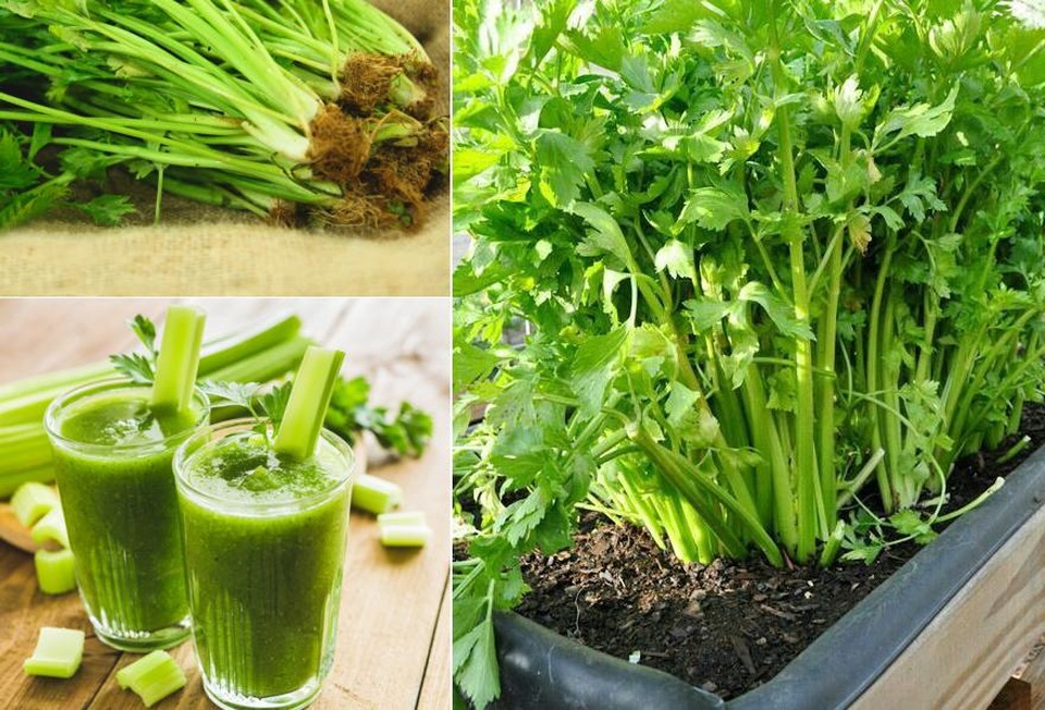 4 quan niệm sai lầm về bệnh cao huyết áp dễ gây đột quỵ - 4 4 quan niệm sai lầm về bệnh cao huyết áp dễ gây đột quỵ - 4
