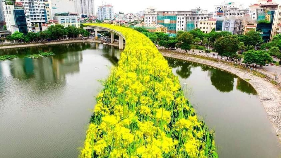Bất ngờ hình ảnh chế đường sắt trên cao Cát Linh - Hà Đông thành con đường hoa cải - 2 Bất ngờ hình ảnh chế đường sắt trên cao Cát Linh - Hà Đông thành con đường hoa cải - 2