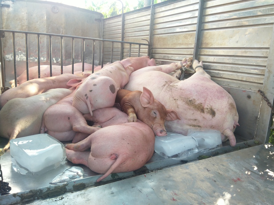 Bạc Liêu: Bắt xe tải chở hơn 1 tấn lợn nghi bị bệnh trên đường đi tiêu thụ - 2