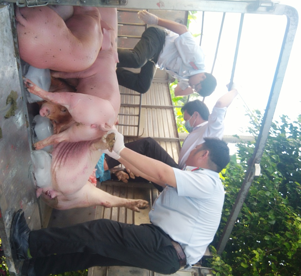 Bạc Liêu: Bắt xe tải chở hơn 1 tấn lợn nghi bị bệnh trên đường đi tiêu thụ - 1