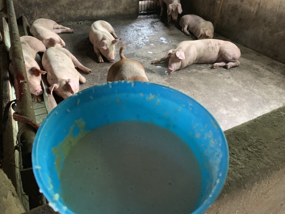 Tiết lộ bất ngờ của chủ nuôi đàn lợn thoát nhiễm dịch tả lợn châu Phi ở Đồng Nai - 2 Tiết lộ bất ngờ của chủ nuôi đàn lợn thoát nhiễm dịch tả lợn châu Phi ở Đồng Nai - 2