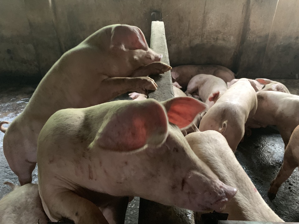 Tiết lộ bất ngờ của chủ nuôi đàn lợn thoát nhiễm dịch tả lợn châu Phi ở Đồng Nai - 3 Tiết lộ bất ngờ của chủ nuôi đàn lợn thoát nhiễm dịch tả lợn châu Phi ở Đồng Nai - 3