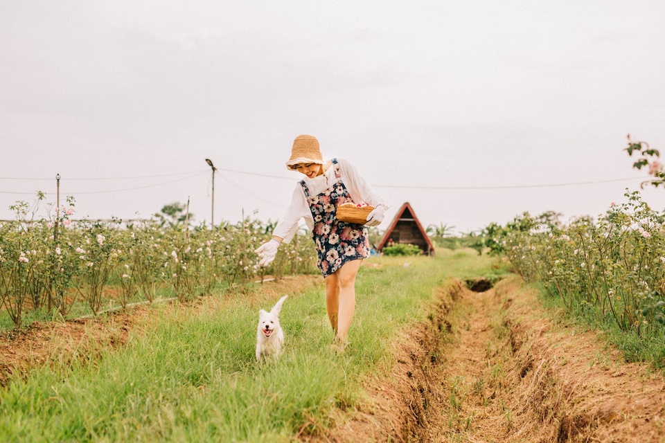Nữ giám đốc đam mê hoa hồng, sở hữu trang trại hoa hồng đẹp như cổ tích hơn 30.000m2 - 8 Nữ giám đốc đam mê hoa hồng, sở hữu trang trại hoa hồng đẹp như cổ tích hơn 30.000m2 - 8