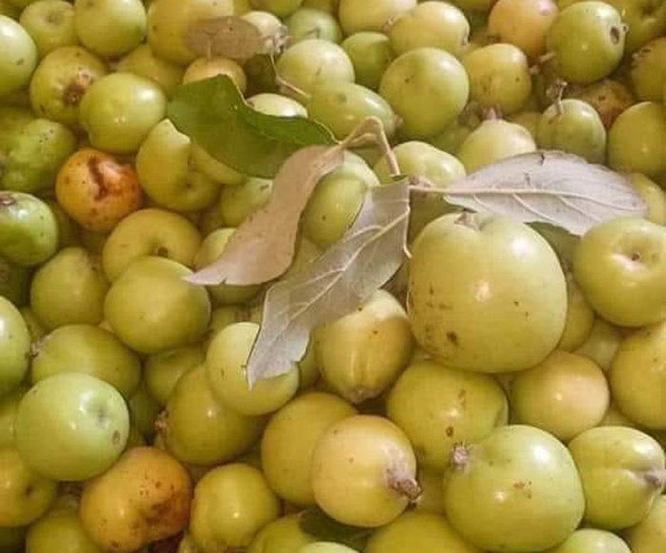 Vua táo mèo giàu bất ngờ, biệt thự to trên núi, mỗi năm thu tiền tỷ - 2 Vua táo mèo giàu bất ngờ, biệt thự to trên núi, mỗi năm thu tiền tỷ - 2