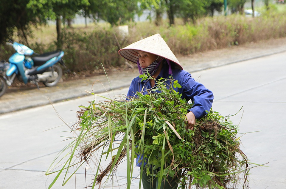 Hà Nội: Phát quang bụi rậm ở khu chung cư từng xuất hiện nhiều rắn độc - 8 Hà Nội: Phát quang bụi rậm ở khu chung cư từng xuất hiện nhiều rắn độc - 8
