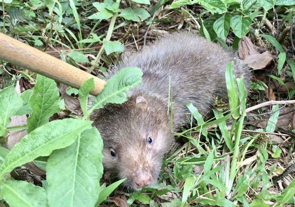 Đào hầm bắt dúi, hầm sập khiến nam thanh niên tử vong - 1 Đào hầm bắt dúi, hầm sập khiến nam thanh niên tử vong - 1