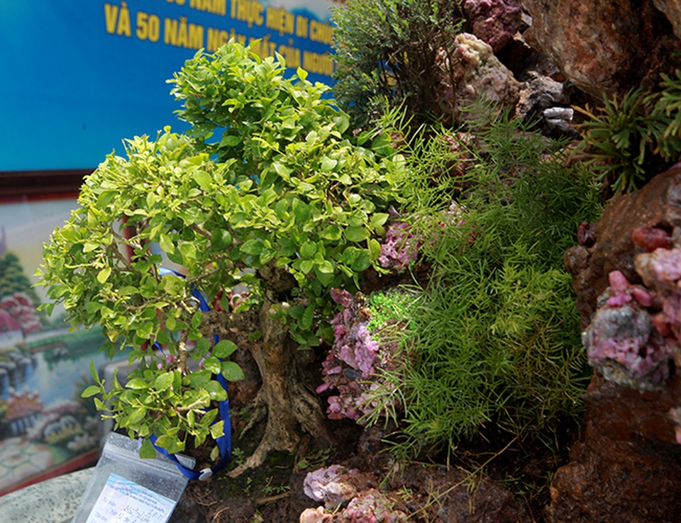 Tích góp đá quý nhiều năm rồi làm hòn non bộ khổng lồ, rao bán 2 tỷ đồng - 13 Tích góp đá quý nhiều năm rồi làm hòn non bộ khổng lồ, rao bán 2 tỷ đồng - 13