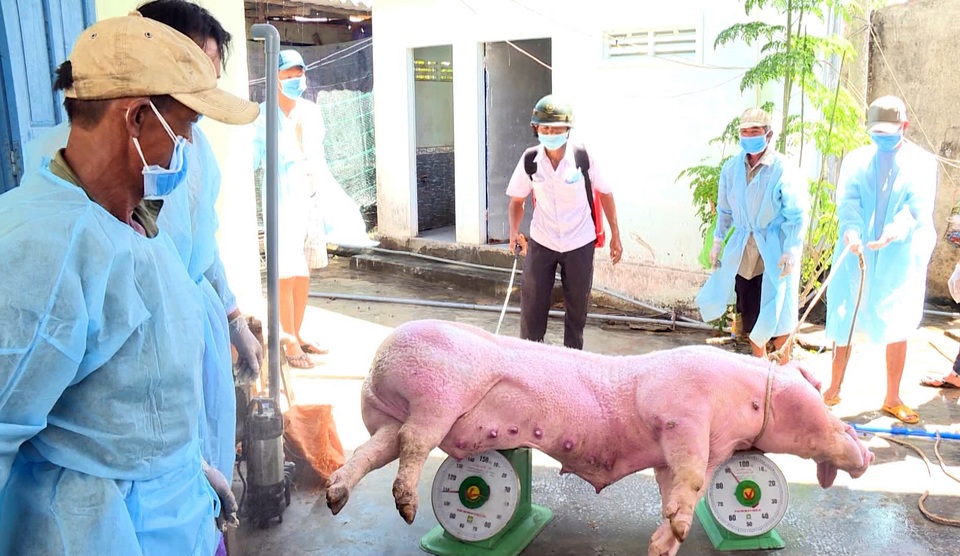 Phú Yên: Phát hiện thêm 2 ổ dịch tả lợn Châu Phi - 2 Phú Yên: Phát hiện thêm 2 ổ dịch tả lợn Châu Phi - 2