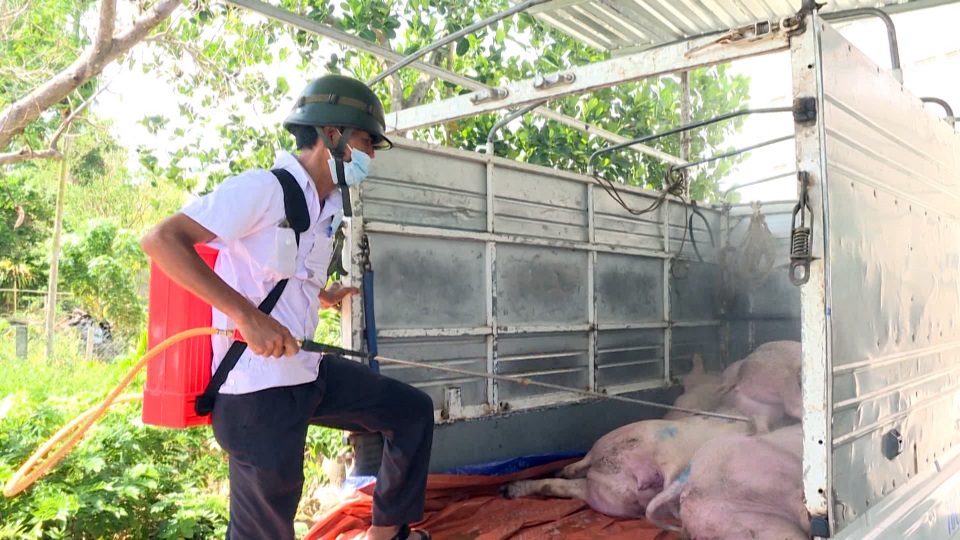 Phú Yên: Phát hiện thêm 2 ổ dịch tả lợn Châu Phi - 3 Phú Yên: Phát hiện thêm 2 ổ dịch tả lợn Châu Phi - 3