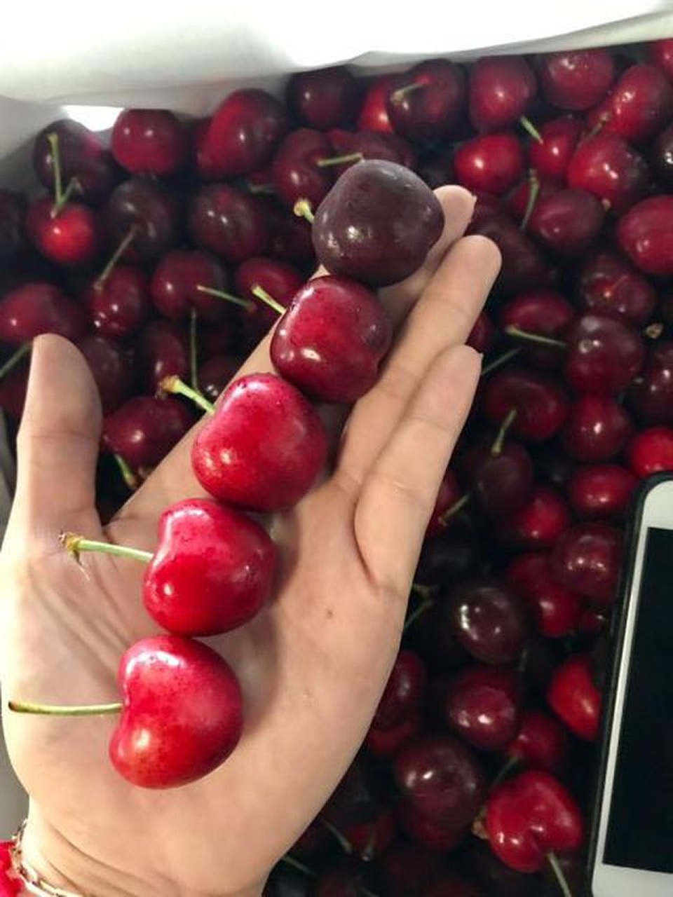 Cherry rẻ ngập tràn, nỗi lo hàng Trung Quốc - 1 Cherry rẻ ngập tràn, nỗi lo hàng Trung Quốc - 1