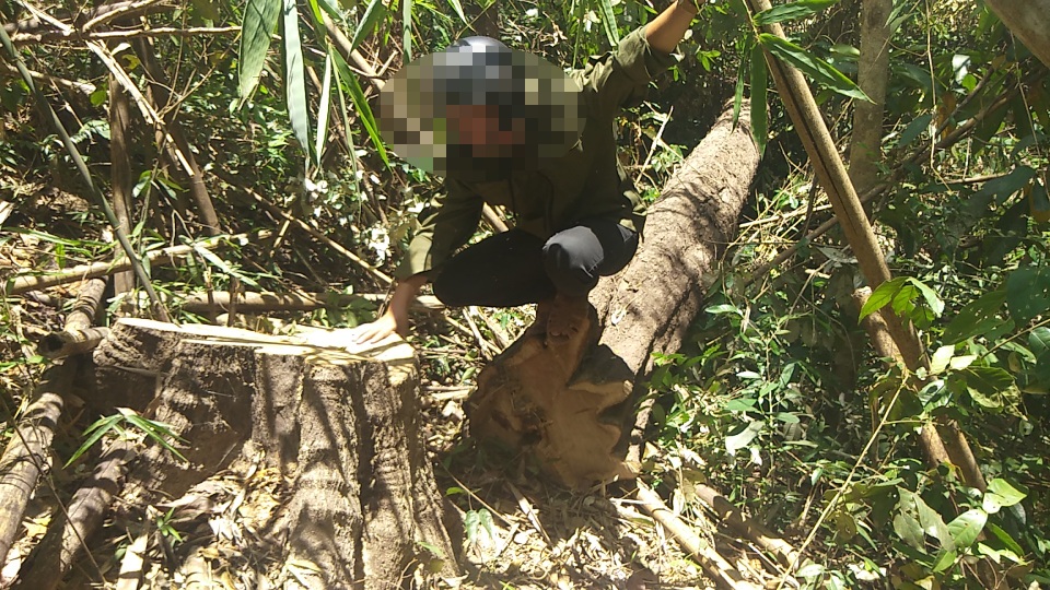 Tiếng thét đau đớn của rừng xanh Tây Nguyên: Cháy nhà ra mặt chuột! - 4 Tiếng thét đau đớn của rừng xanh Tây Nguyên: Cháy nhà ra mặt chuột! - 4