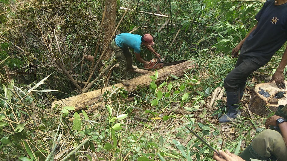 Tiếng thét đau đớn của rừng xanh Tây Nguyên: Cháy nhà ra mặt chuột! - 6 Tiếng thét đau đớn của rừng xanh Tây Nguyên: Cháy nhà ra mặt chuột! - 6
