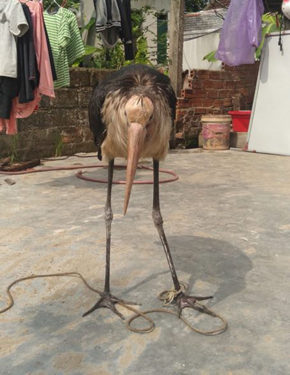 Hà Tĩnh: Bắt được chim khổng lồ nghi là loài cò sói quý hiếm - 3 Hà Tĩnh: Bắt được chim khổng lồ nghi là loài cò sói quý hiếm - 3