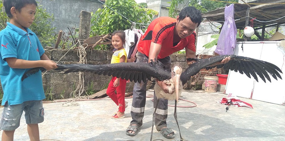 Hà Tĩnh: Bắt được chim khổng lồ nghi là loài cò sói quý hiếm - 2 Hà Tĩnh: Bắt được chim khổng lồ nghi là loài cò sói quý hiếm - 2
