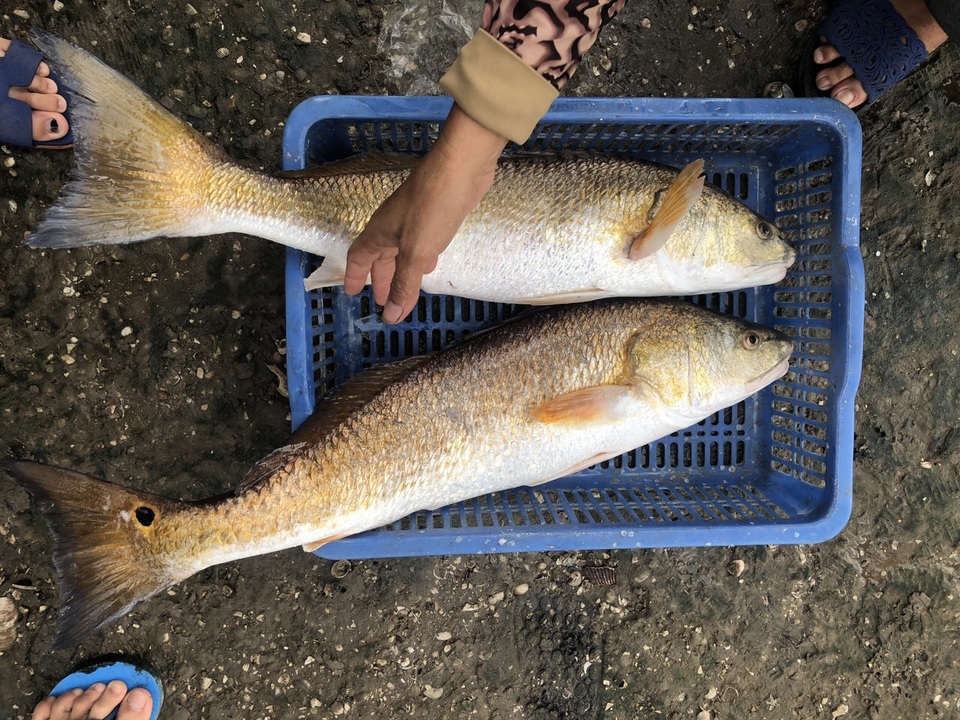 Thêm cặp cá nghi sủ vàng nặng 7kg sa lưới trên sông Loan - 1 Thêm cặp cá nghi sủ vàng nặng 7kg sa lưới trên sông Loan - 1
