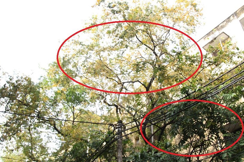 Hàng cây sưa quý ở Hà Nội bất ngờ rụng lá sau khi từ chối bán - 2 Hàng cây sưa quý ở Hà Nội bất ngờ rụng lá sau khi từ chối bán - 2
