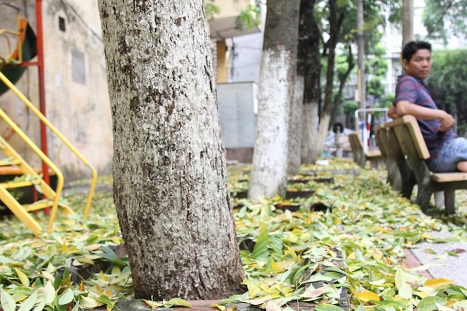 Hàng cây sưa quý ở Hà Nội bất ngờ rụng lá sau khi từ chối bán - 4 Hàng cây sưa quý ở Hà Nội bất ngờ rụng lá sau khi từ chối bán - 4