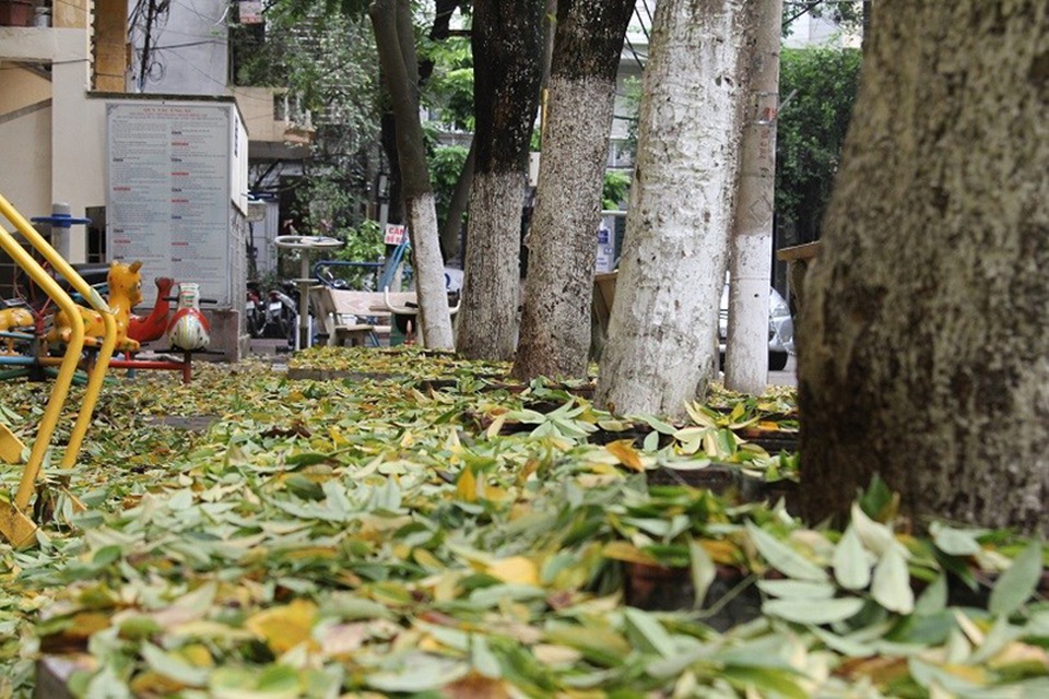 Hàng cây sưa quý ở Hà Nội bất ngờ rụng lá sau khi từ chối bán - 9 Hàng cây sưa quý ở Hà Nội bất ngờ rụng lá sau khi từ chối bán - 9