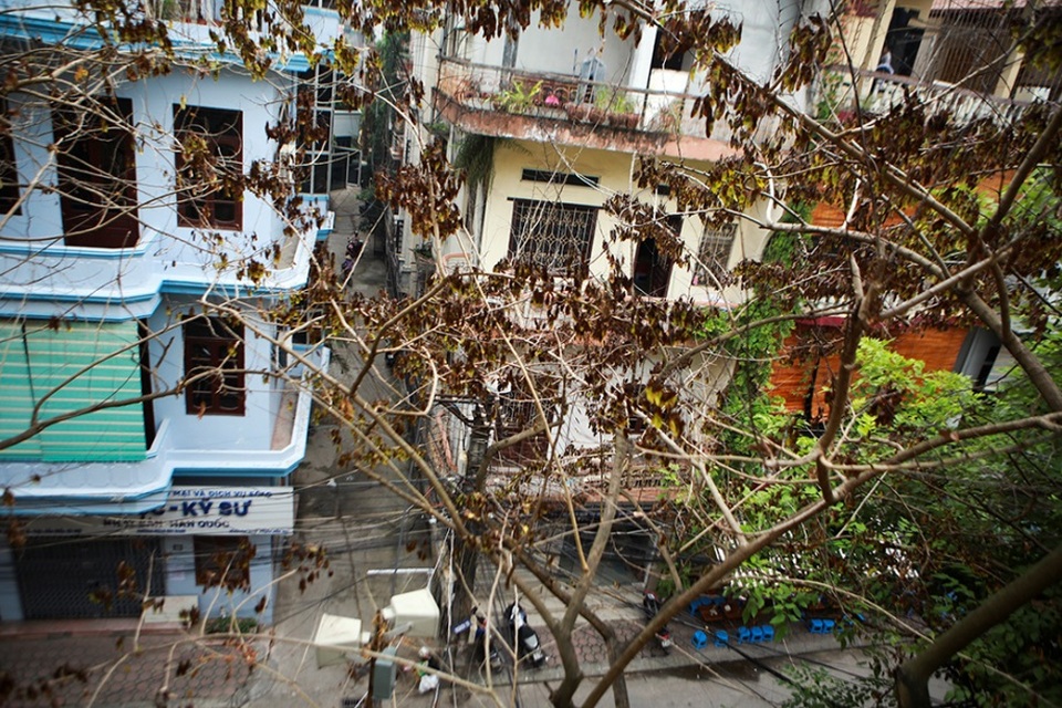 Cả khu dân cư Hà Nội cứu 3 cây sưa quý nghi bị bỏ độc - 9 Cả khu dân cư Hà Nội cứu 3 cây sưa quý nghi bị bỏ độc - 9