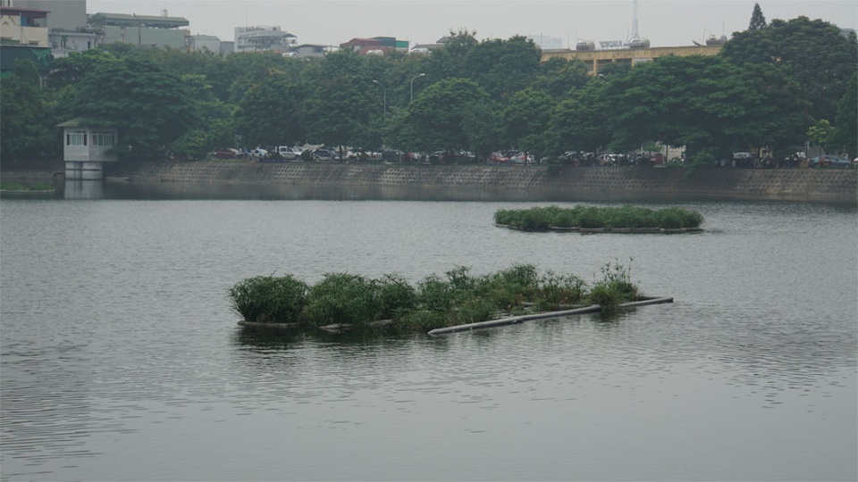 Cá chết nổi bốc mùi hôi thối ở Hồ Tây, hồ Hồ Đắc Di - 6