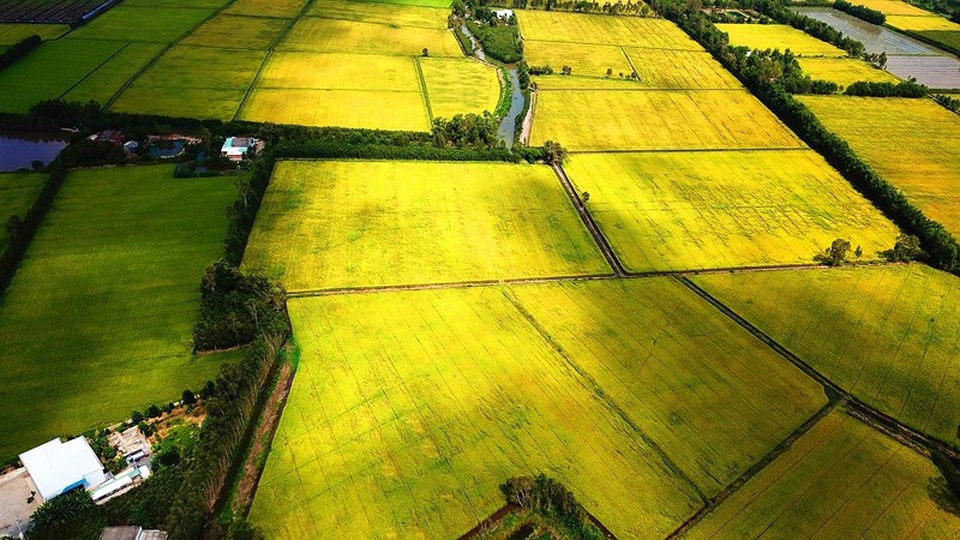 Ngắm những đồng lúa chín vàng đẹp như tranh vẽ ở Long An - 6 Ngắm những đồng lúa chín vàng đẹp như tranh vẽ ở Long An - 6