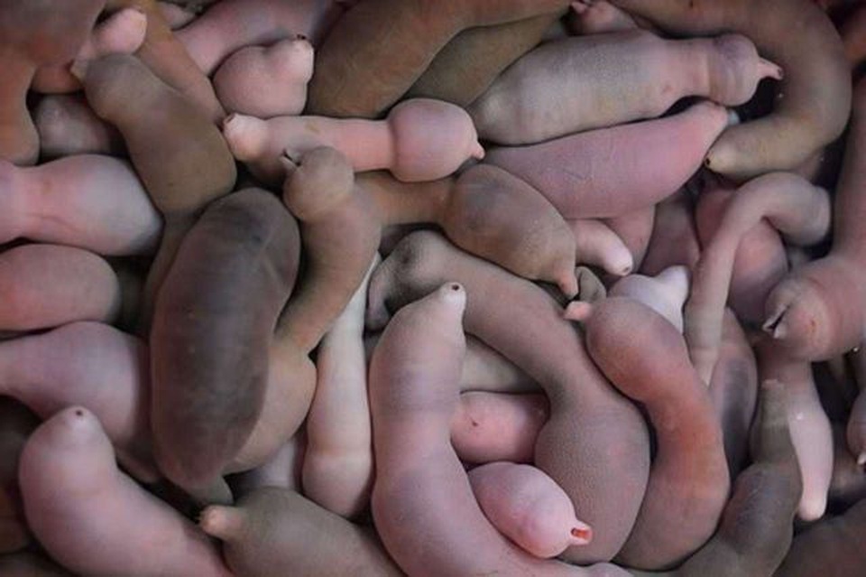 Những món ăn sống “kinh dị” nhất thế giới, Việt Nam cũng góp mặt - 4 Những món ăn sống “kinh dị” nhất thế giới, Việt Nam cũng góp mặt - 4