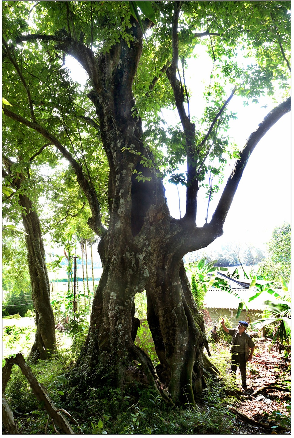 Sự tích về “Cây thị ăn thề” - 1 Sự tích về “Cây thị ăn thề” - 1
