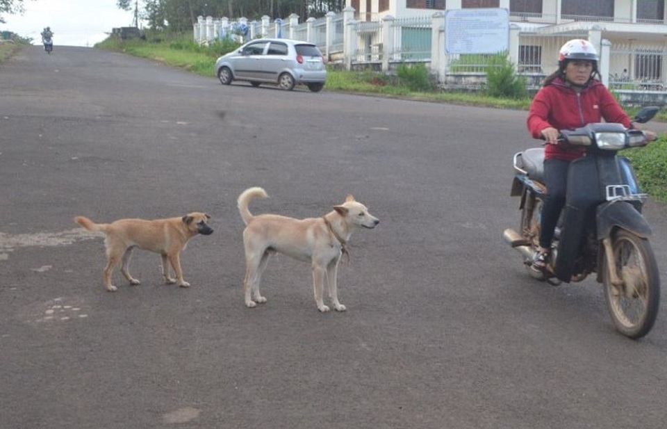 Ba trẻ nhỏ bị chó dại cắn khi đang chơi trong nhà - 1 Ba trẻ nhỏ bị chó dại cắn khi đang chơi trong nhà - 1