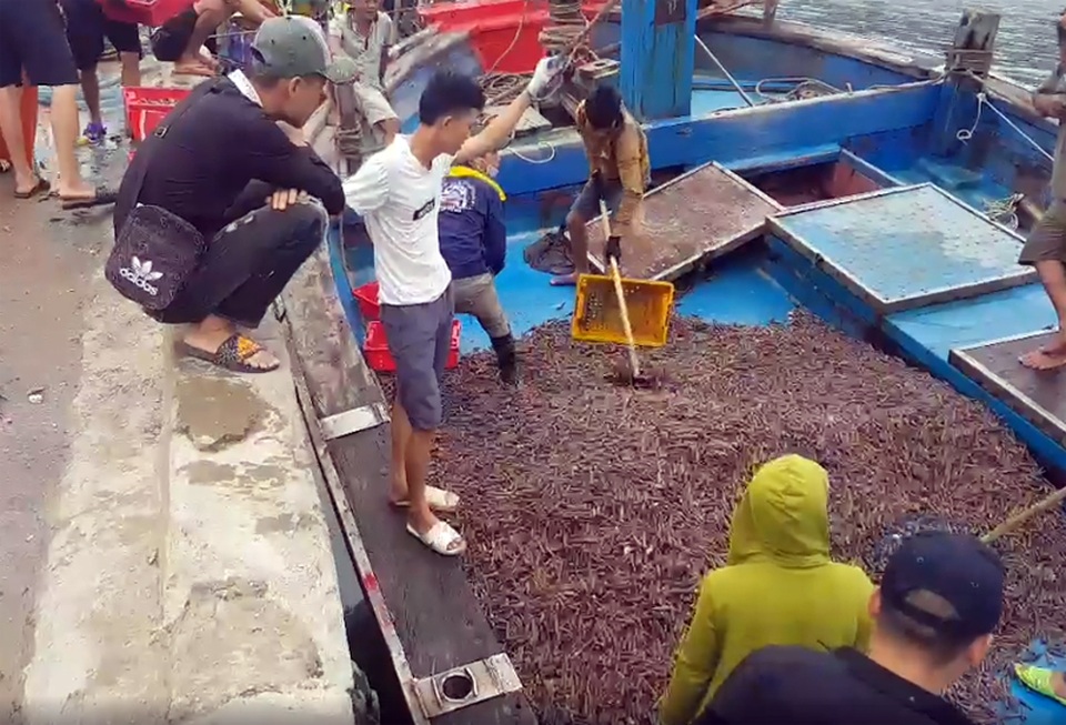 Ngư dân trúng đậm ốc xoắn và sò bi, đút túi hàng triệu đồng/chuyến ra biển - 1 Ngư dân trúng đậm ốc xoắn và sò bi, đút túi hàng triệu đồng/chuyến ra biển - 1