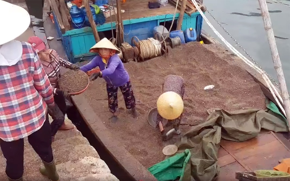 Ngư dân trúng đậm ốc xoắn và sò bi, đút túi hàng triệu đồng/chuyến ra biển - 10 Ngư dân trúng đậm ốc xoắn và sò bi, đút túi hàng triệu đồng/chuyến ra biển - 10