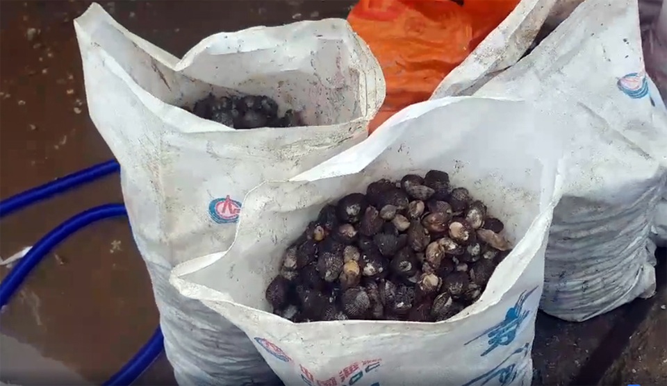 Ngư dân trúng đậm ốc xoắn và sò bi, đút túi hàng triệu đồng/chuyến ra biển - 6 Ngư dân trúng đậm ốc xoắn và sò bi, đút túi hàng triệu đồng/chuyến ra biển - 6
