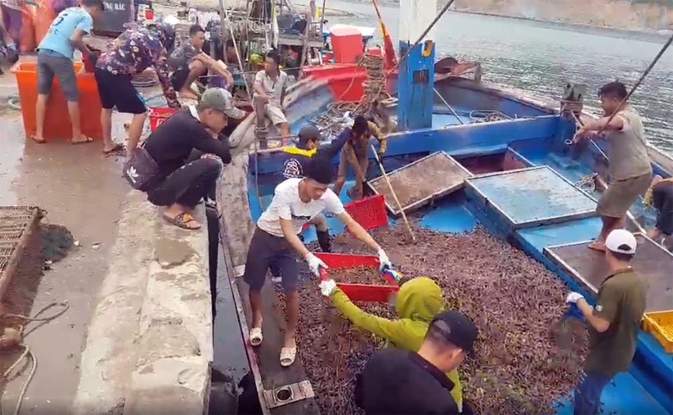 Ngư dân trúng đậm ốc xoắn và sò bi, đút túi hàng triệu đồng/chuyến ra biển - 3 Ngư dân trúng đậm ốc xoắn và sò bi, đút túi hàng triệu đồng/chuyến ra biển - 3