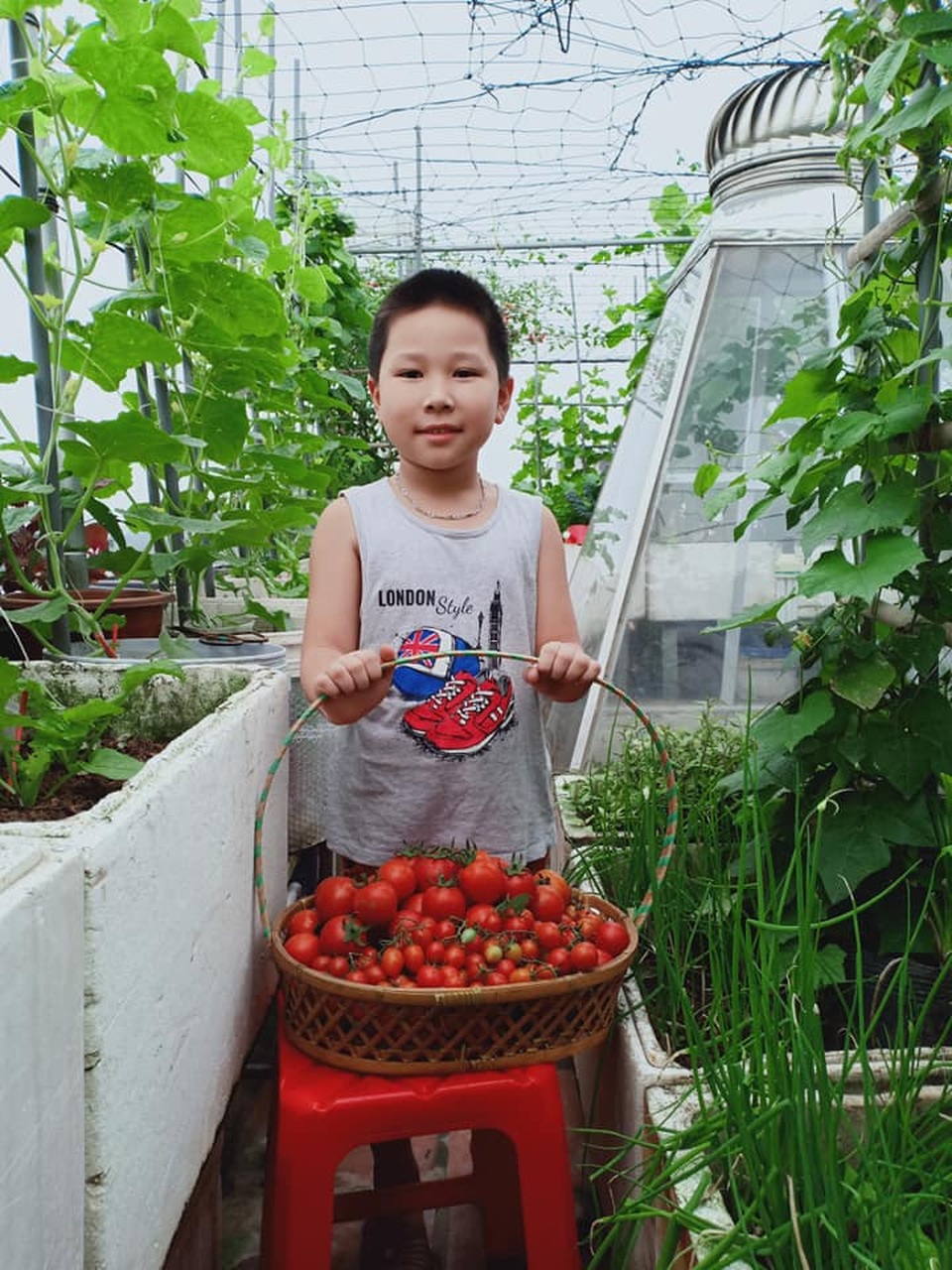 Vườn dưa sai trĩu quả, “đếm mỏi tay” trên sân thượng của mẹ đảm Hà Nội - 13 Vườn dưa sai trĩu quả, “đếm mỏi tay” trên sân thượng của mẹ đảm Hà Nội - 13