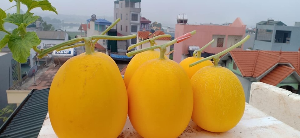 Vườn dưa sai trĩu quả, “đếm mỏi tay” trên sân thượng của mẹ đảm Hà Nội - 9 Vườn dưa sai trĩu quả, “đếm mỏi tay” trên sân thượng của mẹ đảm Hà Nội - 9