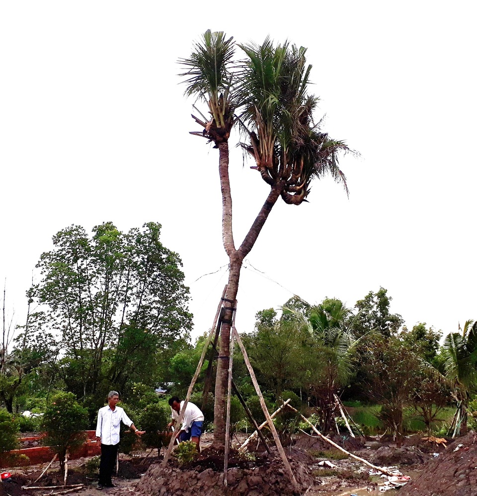 Chiêm ngưỡng cây dừa “lạ” có nhiều ngọn trông như bàn tay người - 1 Chiêm ngưỡng cây dừa “lạ” có nhiều ngọn trông như bàn tay người - 1