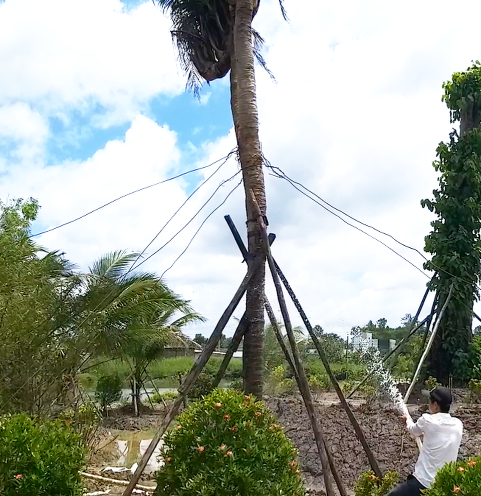 Chiêm ngưỡng cây dừa “lạ” có nhiều ngọn trông như bàn tay người - 6 Chiêm ngưỡng cây dừa “lạ” có nhiều ngọn trông như bàn tay người - 6