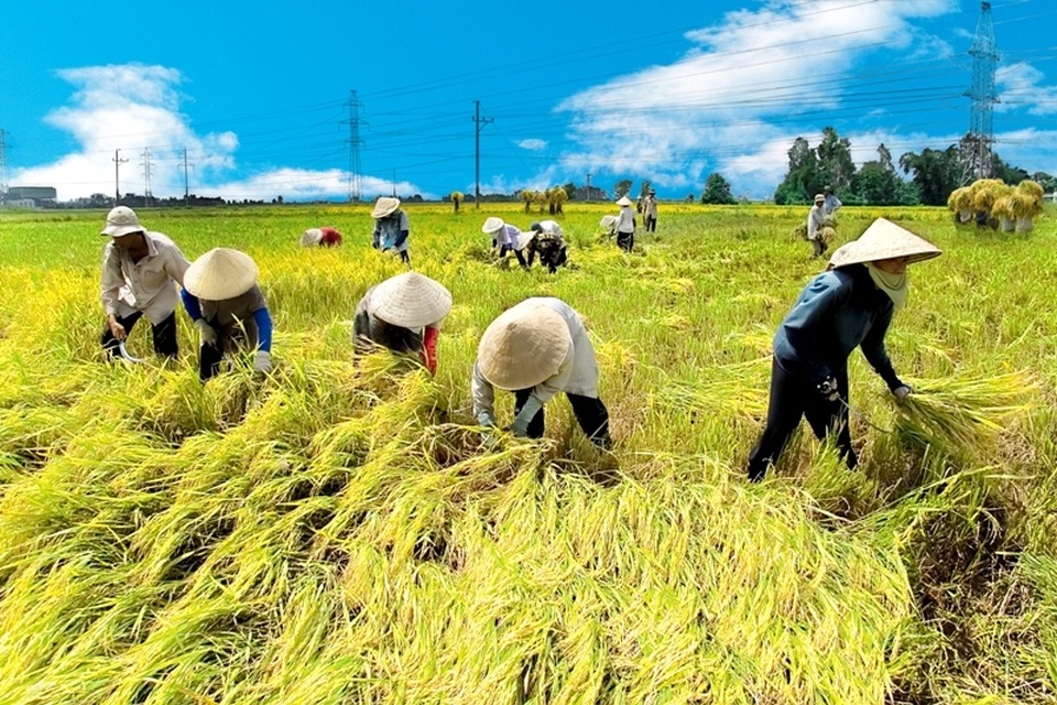 Hà Tĩnh chỉ đạo khẩn trương thu hoạch lúa trước khi bão Podul càn quét - 1 Hà Tĩnh chỉ đạo khẩn trương thu hoạch lúa trước khi bão Podul càn quét - 1