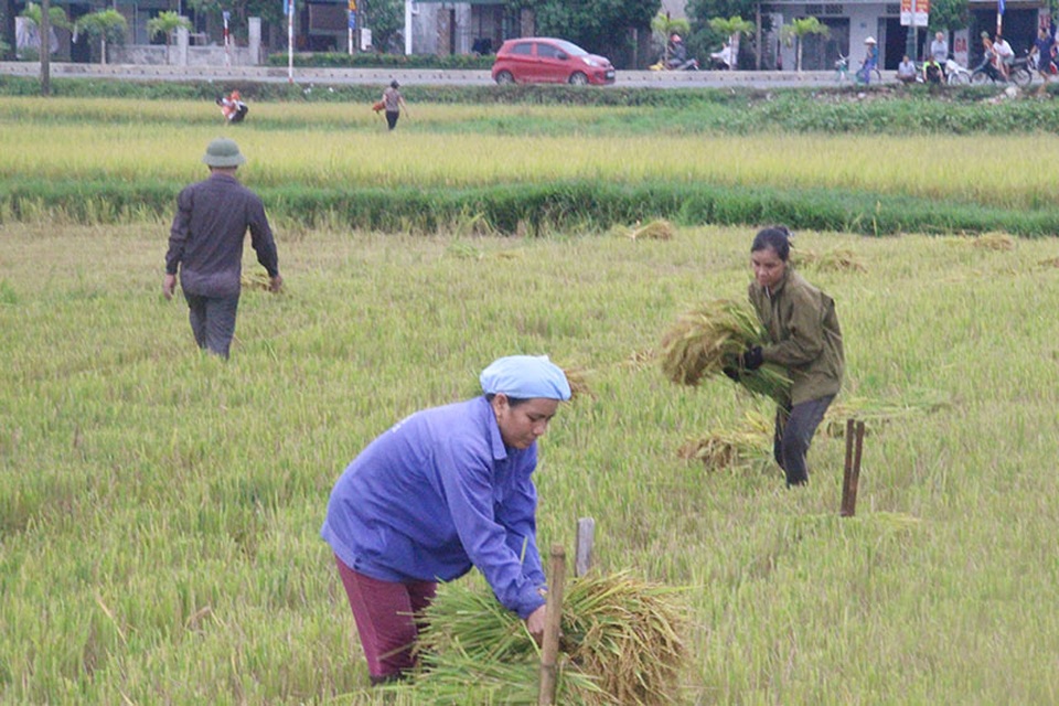 Nông dân gặt đêm “chạy” bão số 4 - 7