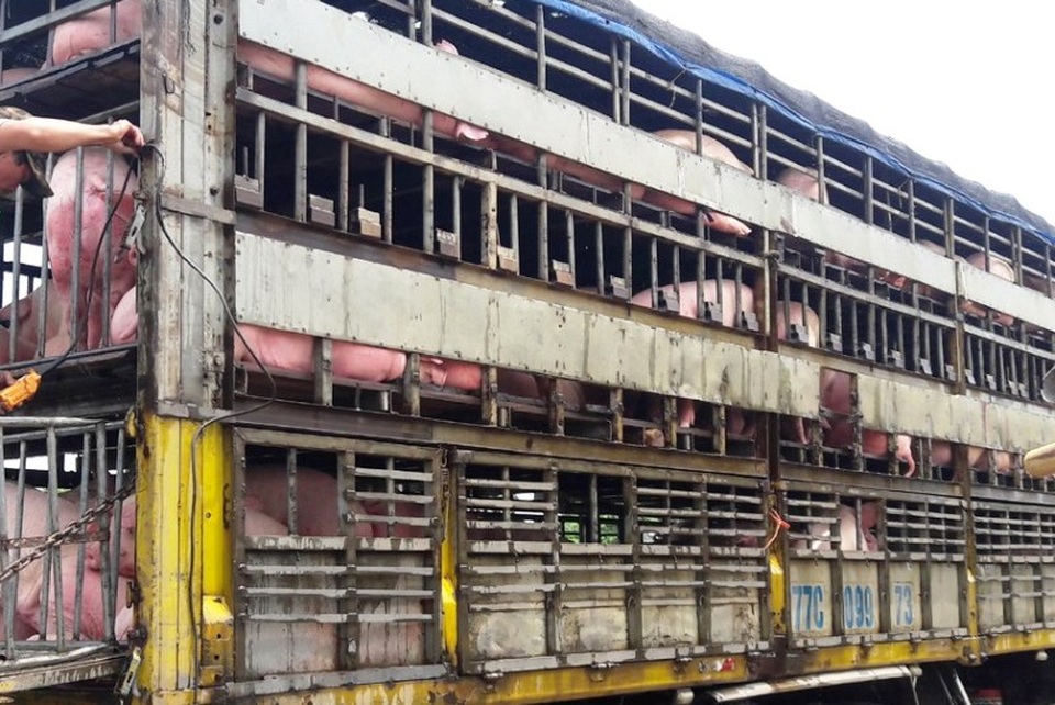 Giám đốc Sở nông nghiệp Thanh Hóa “đột kích” cơ sở giết mổ lợn giữa thành phố - 3 Giám đốc Sở nông nghiệp Thanh Hóa “đột kích” cơ sở giết mổ lợn giữa thành phố - 3